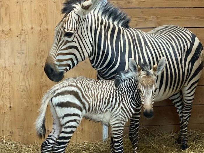 30 Heartwarming Photos Of Animal Moms And Their Babies Shared By Zooborns That Will Melt Your Heart