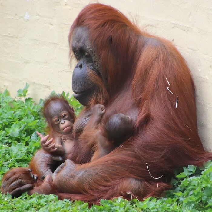 30 Heartwarming Photos Of Animal Moms And Their Babies Shared By Zooborns That Will Melt Your Heart