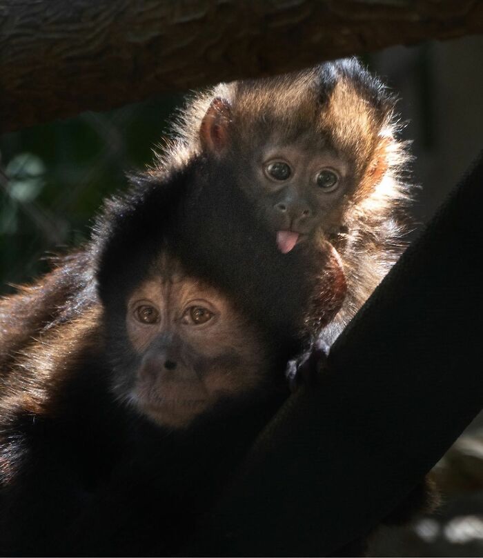 30 Heartwarming Photos Of Animal Moms And Their Babies Shared By Zooborns That Will Melt Your Heart