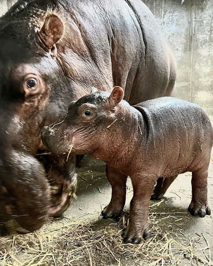 30 Heartwarming Photos Of Animal Moms And Their Babies Shared By Zooborns That Will Melt Your Heart