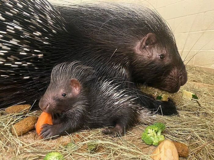 30 Heartwarming Photos Of Animal Moms And Their Babies Shared By Zooborns That Will Melt Your Heart