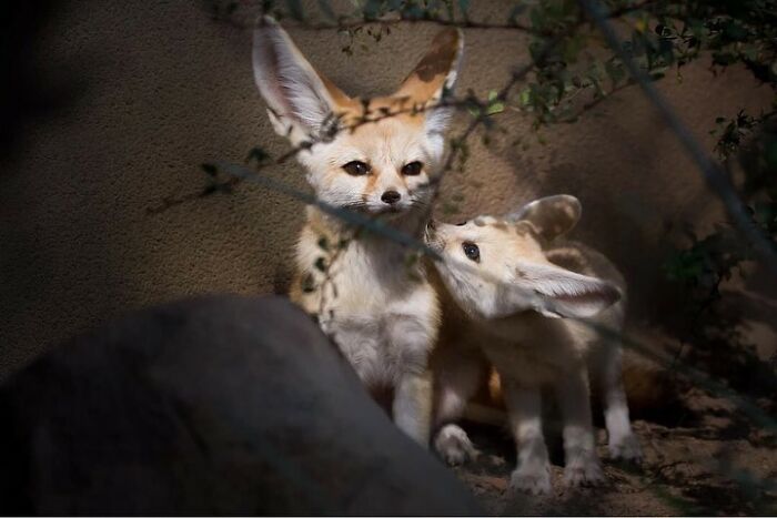 30 Heartwarming Photos Of Animal Moms And Their Babies Shared By Zooborns That Will Melt Your Heart