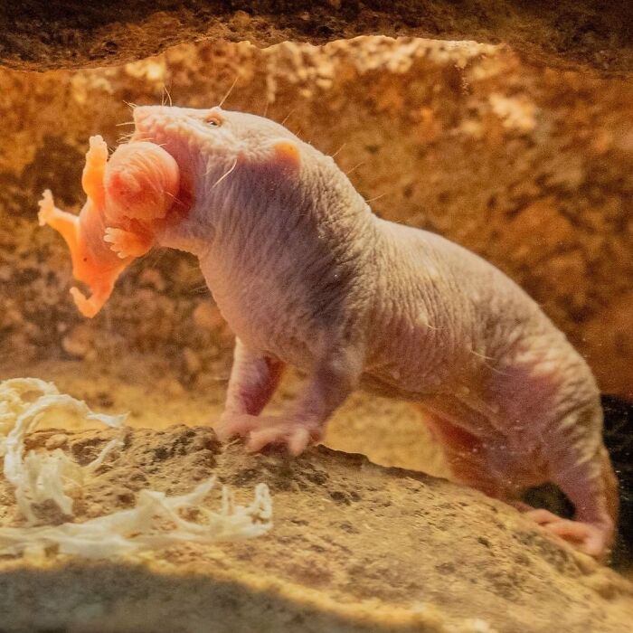 30 Heartwarming Photos Of Animal Moms And Their Babies Shared By Zooborns That Will Melt Your Heart