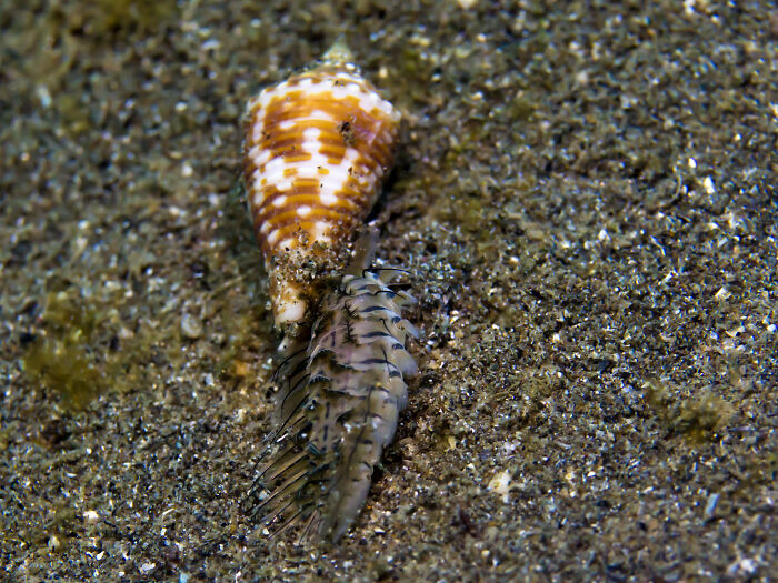 Hermit crab on sandy ocean floor with shell diving story