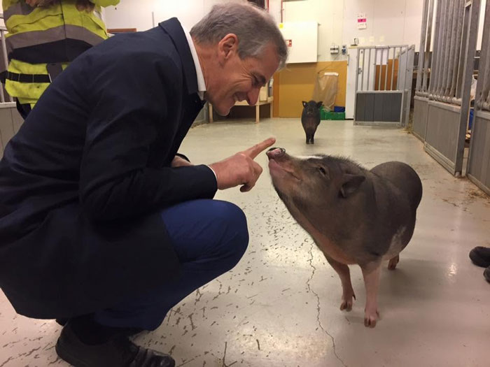 Man interacting closely and smiling at a pig in a wholesome scene