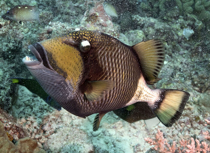 Titan triggerfish swimming near coral reef underwater