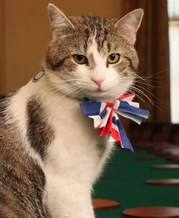 Wholesome cat wearing patriotically colored bow tie indoors