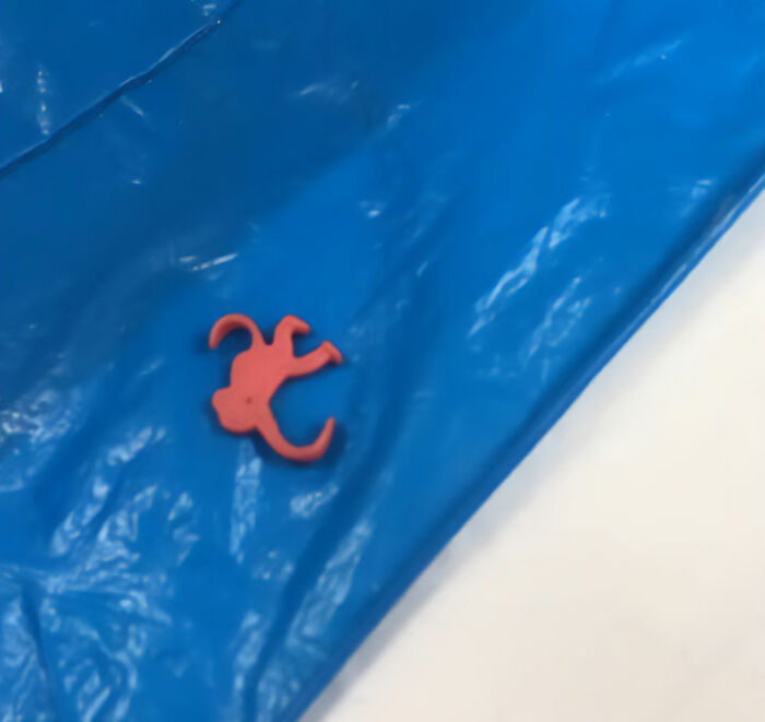 A small red monkey toy, the surprising find, on a blue sheet after the plaster cast was removed.