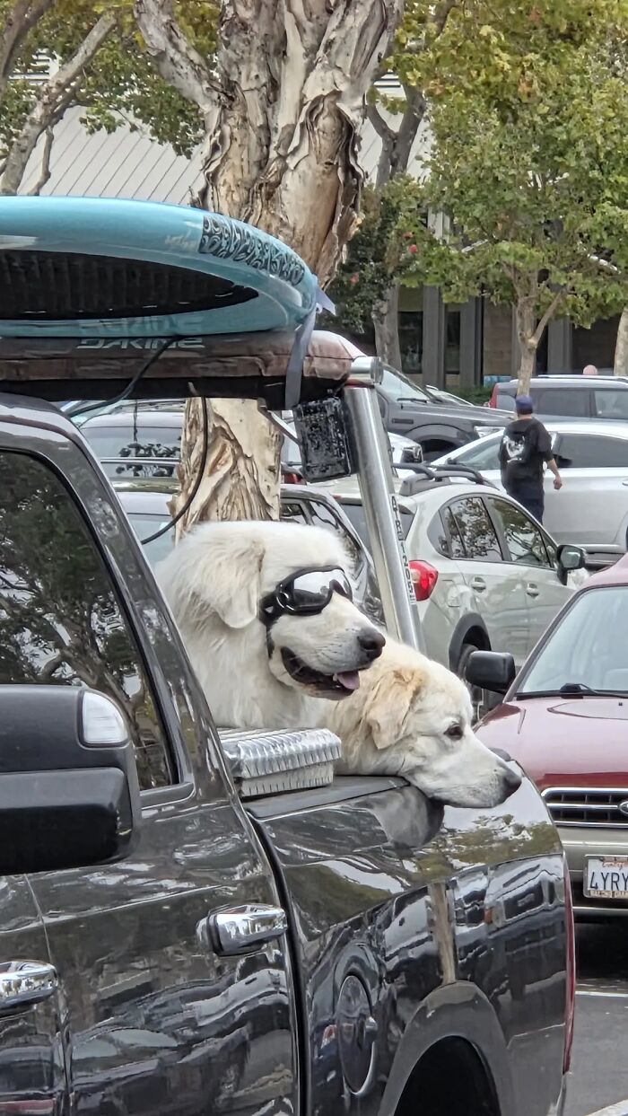 A bizarre image of two dogs in the back of a pickup truck, one wearing sunglasses and a surfboard above them.