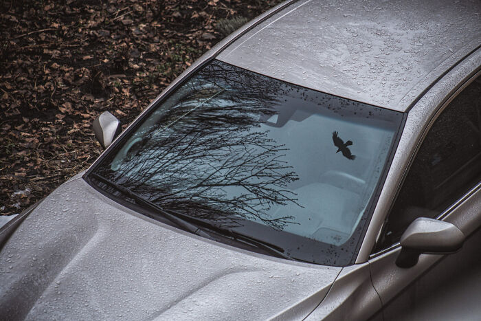 A car windshield with raindrops and a bird silhouette sticker, reflecting an eerie atmosphere of unsolved mysteries.