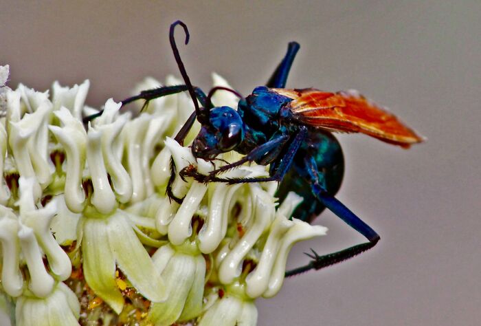 A vibrant blue wasp with orange wings on white flowers, highlighting the incredible facts and diversity of nature.