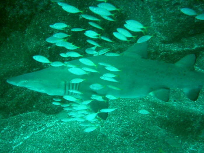 Shark swimming surrounded by school of small fish in blue water