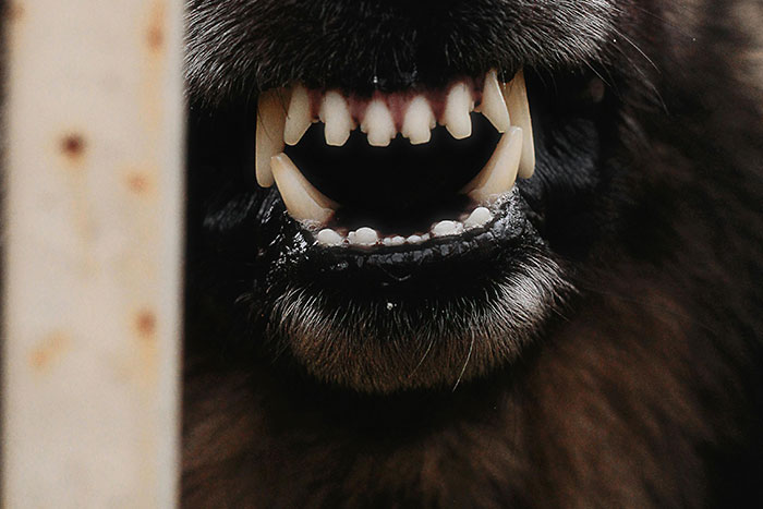 Close-up of a snarling animal with sharp teeth and open mouth