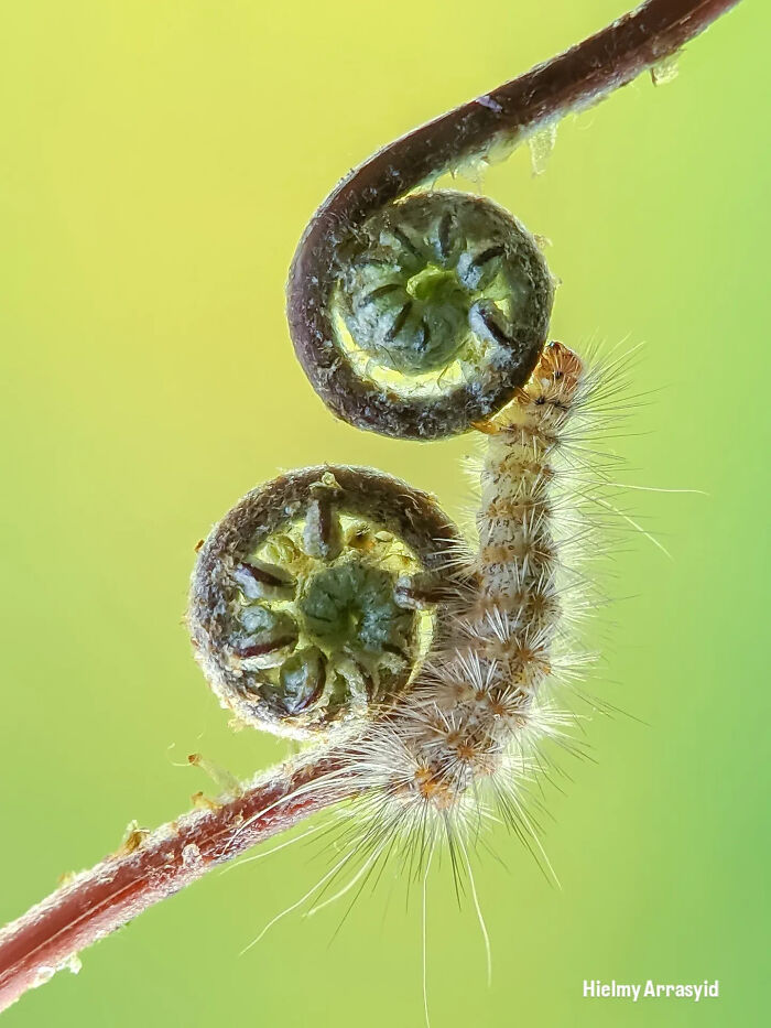A fuzzy caterpillar on a curled fern frond, an example of detailed insect photos taken with a smartphone.