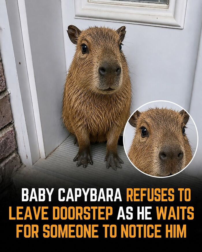 25 Funny And Wholesome Capybara Stories Shared By This Page That Prove These Giant Rodents Are The Internet’s Favorite Animals