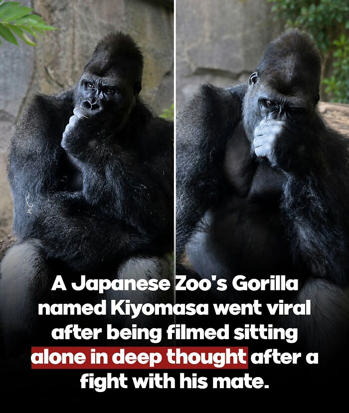 26 Animal Stories So Wholesome, They Might Just Be The Best Thing You See Today