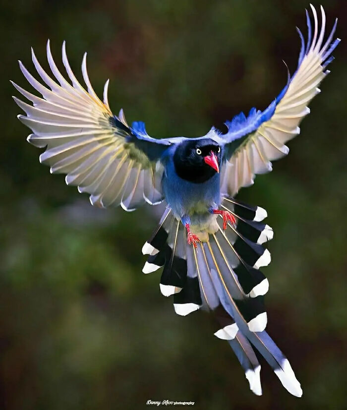 Rare bird photos: A blue bird with white and black tail feathers and white wings captured in flight.