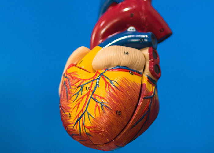An anatomical heart model on a blue background, illustrating complex problems and solutions.
