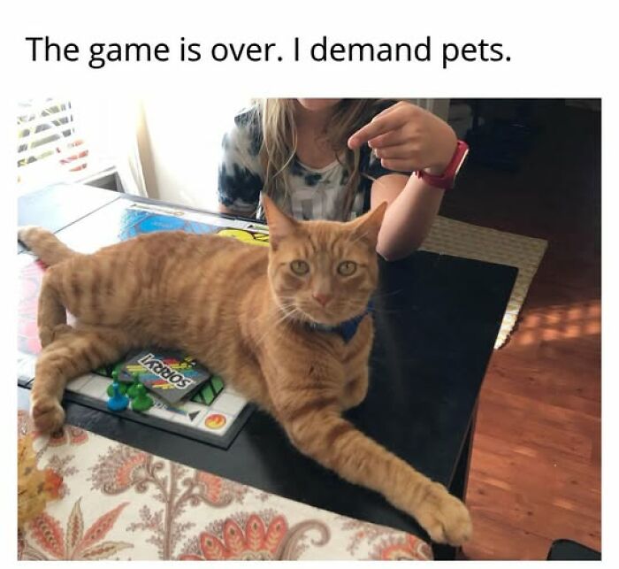 Cute cat memes with an orange tabby cat lying on a table, looking at the camera as a child points.