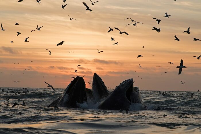 These Stunning Wildlife Photos From Sealegacy Show Why Our Planet Is Worth Protecting (45 Pics)