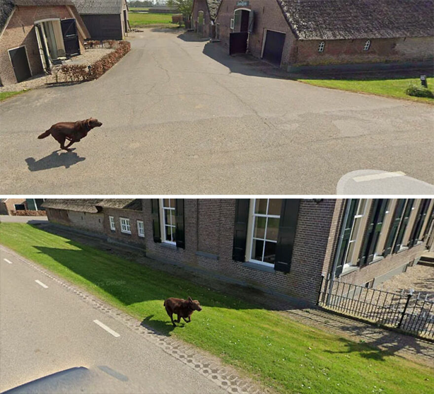 A brown dog running in a split image, a funny moment caught by Google Street View.