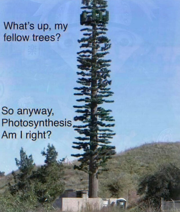A cell tower disguised as a tree among other chaotic and unhinged pics.
