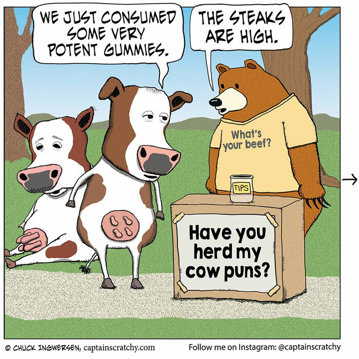 Captain Scratchy comics: Two cows and a bear with a pun sign featuring funny animals in a humorous situation.