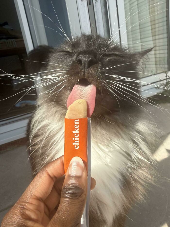 Fluffy cat licking a chicken flavored snack stick