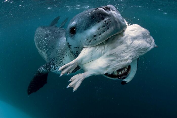 These Stunning Wildlife Photos From Sealegacy Show Why Our Planet Is Worth Protecting (45 Pics)