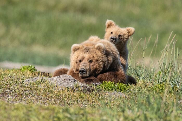 These Stunning Wildlife Photos From Sealegacy Show Why Our Planet Is Worth Protecting (45 Pics)