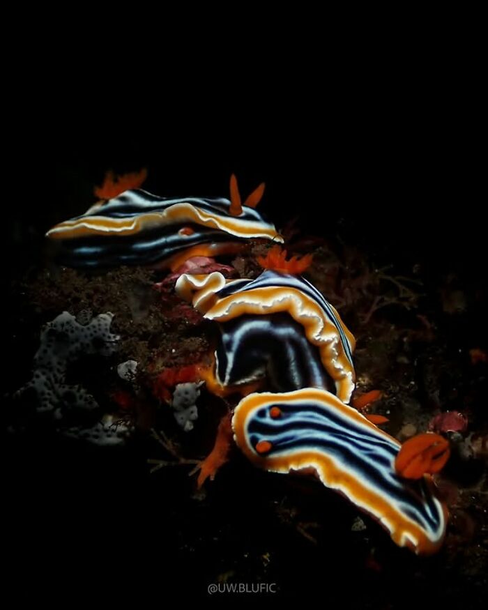 Stunning photo featuring multiple colorful nudibranchs with striped patterns on the ocean floor, revealing raw oceanlife.
