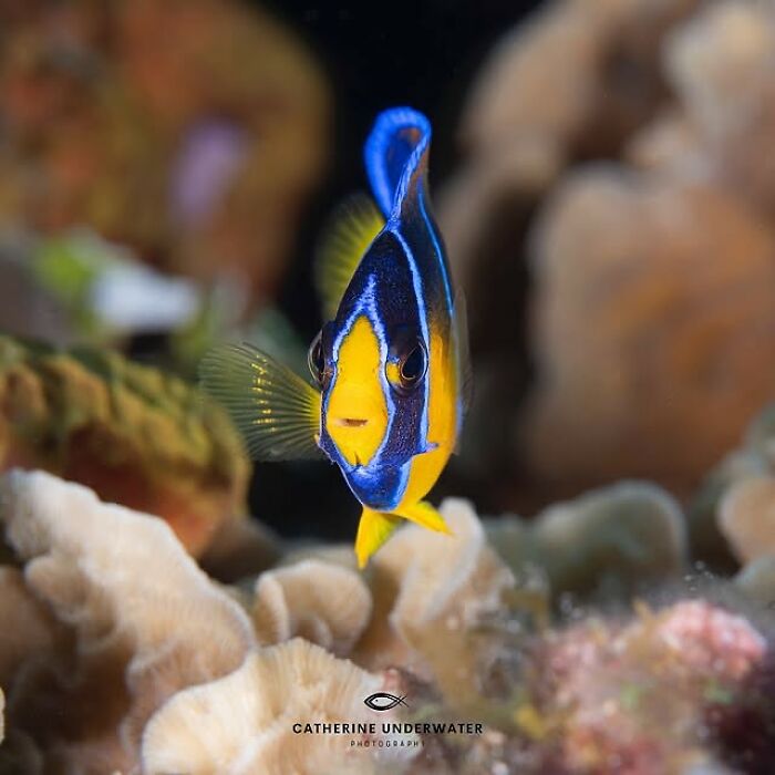 Stunning vibrant blue and yellow fish swimming among corals, showcasing the beauty of raw oceanlife.