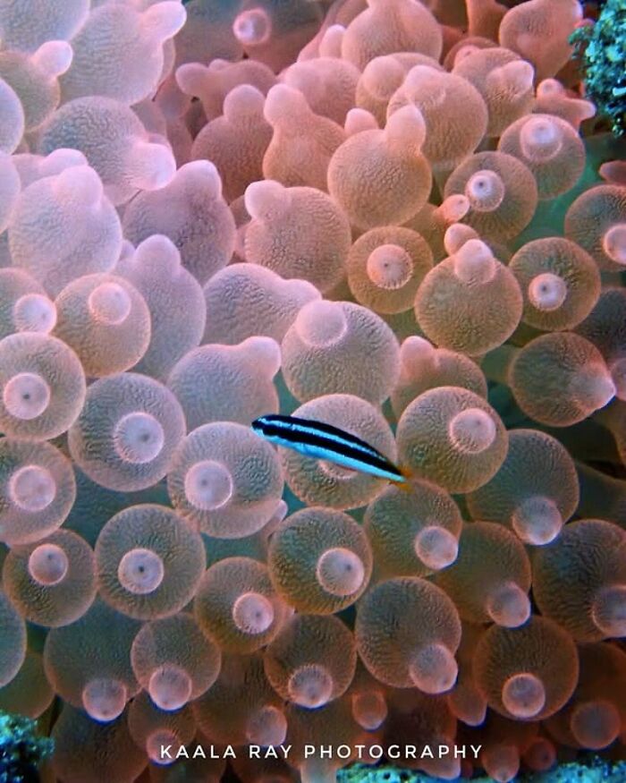 A small fish swims among pink and orange anemones, showcasing the beauty of oceanlife.