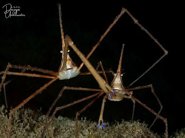 Raw oceanlife photo of two delicate needle shrimp on the seabed, revealing the beauty beneath the waves.