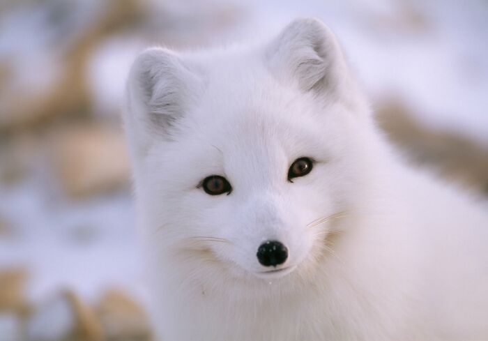 These Stunning Wildlife Photos From Sealegacy Show Why Our Planet Is Worth Protecting (45 Pics)