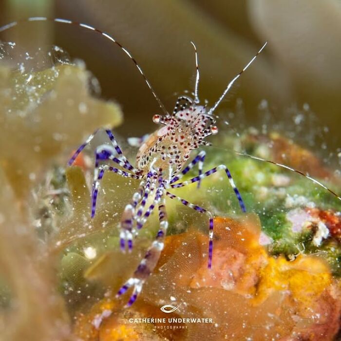 Close-up raw oceanlife photo of a vibrant shrimp with purple markings, revealing the beauty beneath the waves.