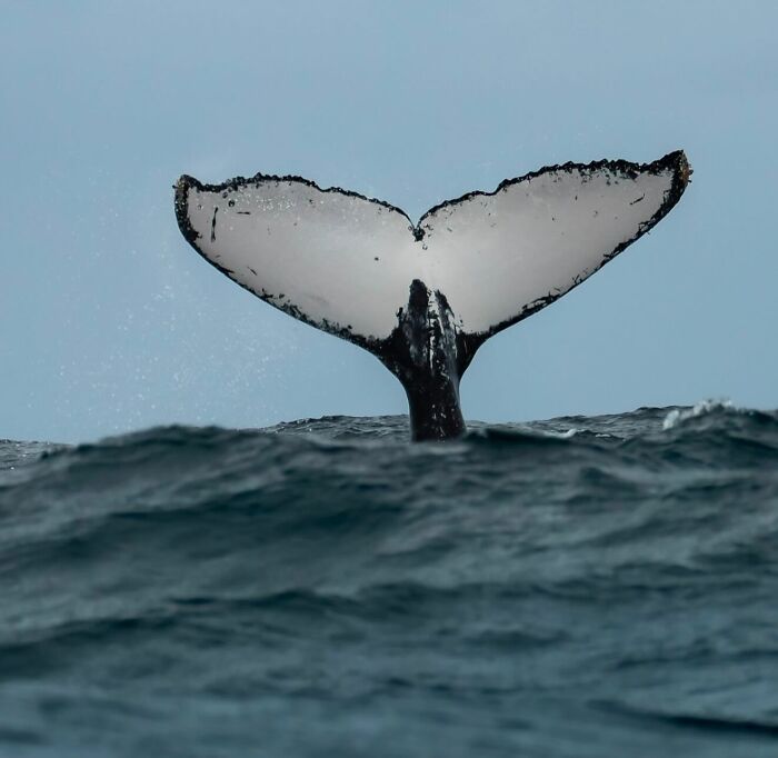A stunning photo of a whale tail emerging from the ocean, revealing the beauty beneath the waves.