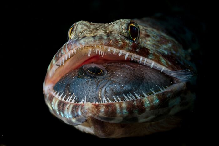 These Stunning Wildlife Photos From Sealegacy Show Why Our Planet Is Worth Protecting (45 Pics)