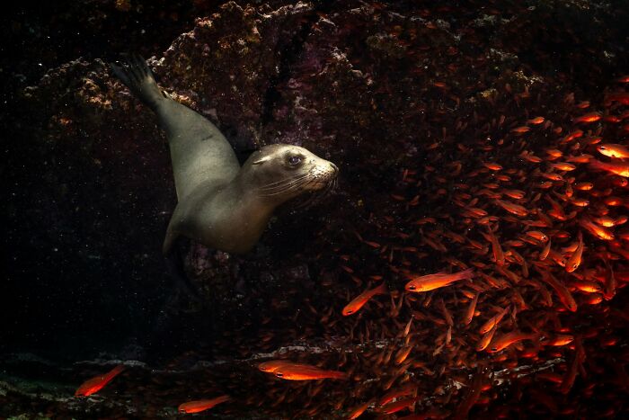 These Stunning Wildlife Photos From Sealegacy Show Why Our Planet Is Worth Protecting (45 Pics)