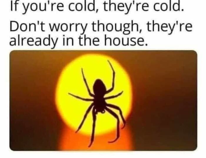 A meme of a spider silhouetted against a yellow circle, with the text If you're cold, they're cold. Don't worry though, they're already in the house.