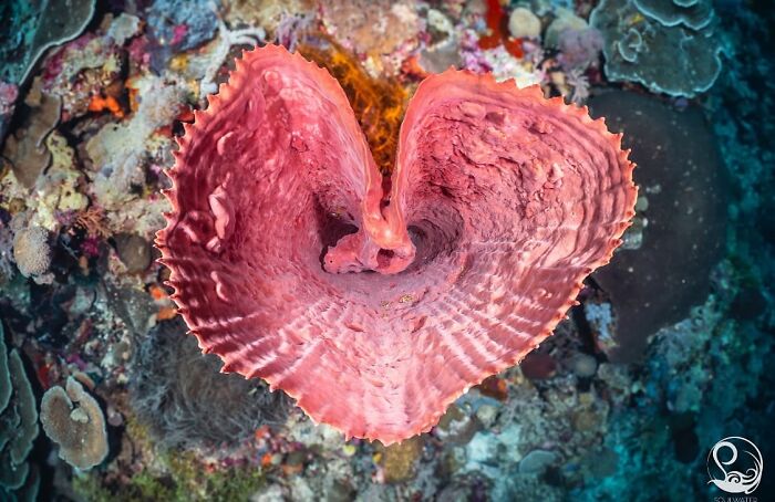 A vibrant heart-shaped coral formation on the ocean floor, a stunning photo of oceanlife.