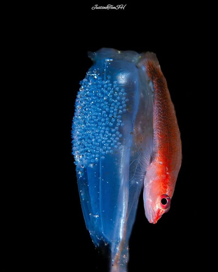 A small red fish next to a translucent blue creature covered in tiny blue spheres, revealing the beauty of oceanlife.