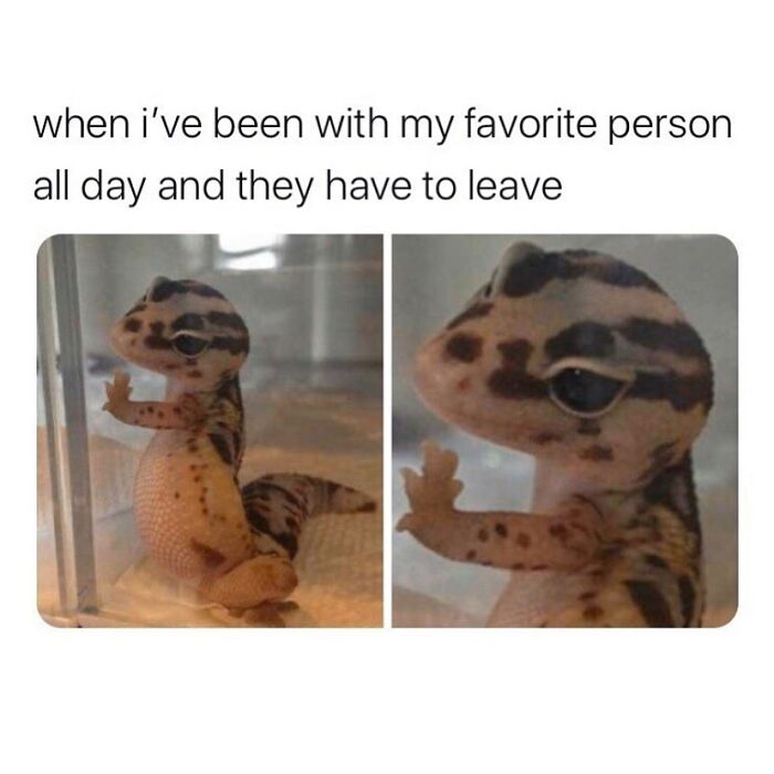 Meme with sad gecko expressing feeling when a favorite person leaves