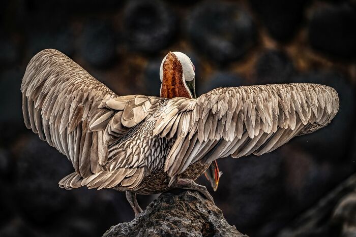 These Stunning Wildlife Photos From Sealegacy Show Why Our Planet Is Worth Protecting (45 Pics)