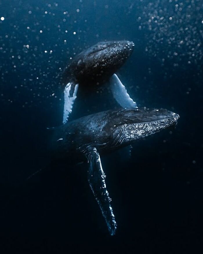 Two whales swim gracefully beneath the dark ocean surface, revealing the beauty of oceanlife.