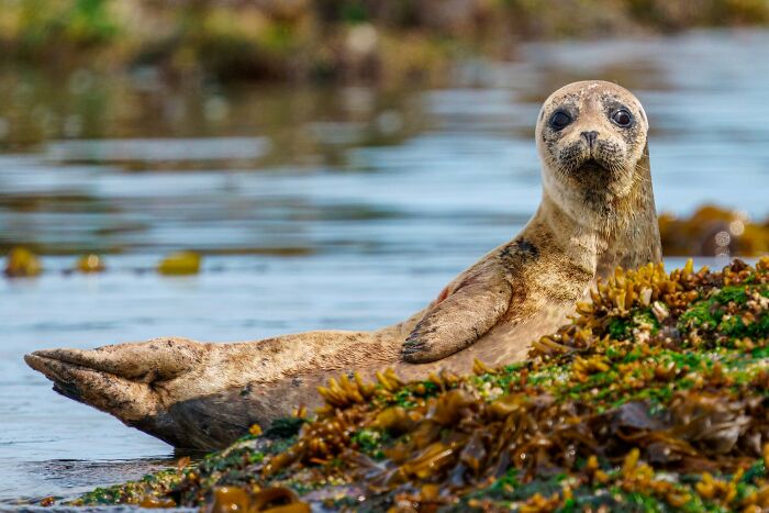 These Stunning Wildlife Photos From Sealegacy Show Why Our Planet Is Worth Protecting (45 Pics)