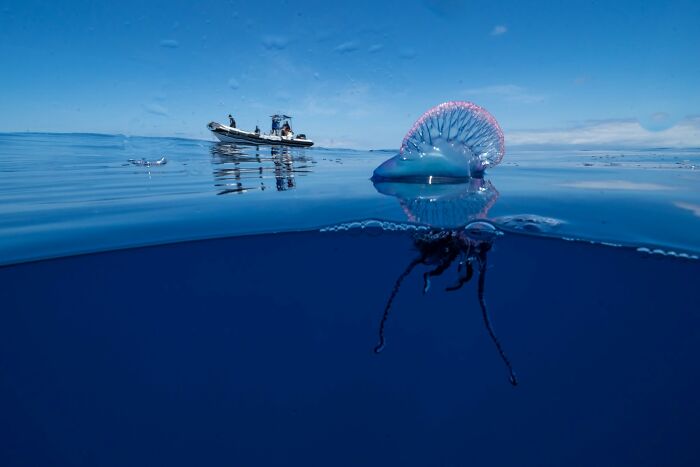 These Stunning Wildlife Photos From Sealegacy Show Why Our Planet Is Worth Protecting (45 Pics)