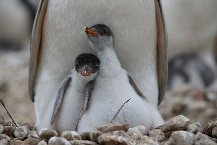 These Stunning Wildlife Photos From Sealegacy Show Why Our Planet Is Worth Protecting (45 Pics)