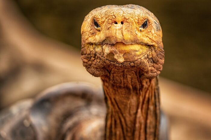 These Stunning Wildlife Photos From Sealegacy Show Why Our Planet Is Worth Protecting (45 Pics)
