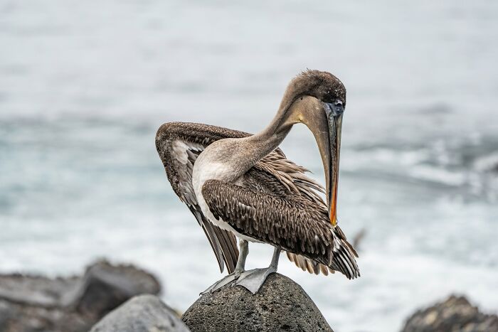 These Stunning Wildlife Photos From Sealegacy Show Why Our Planet Is Worth Protecting (45 Pics)